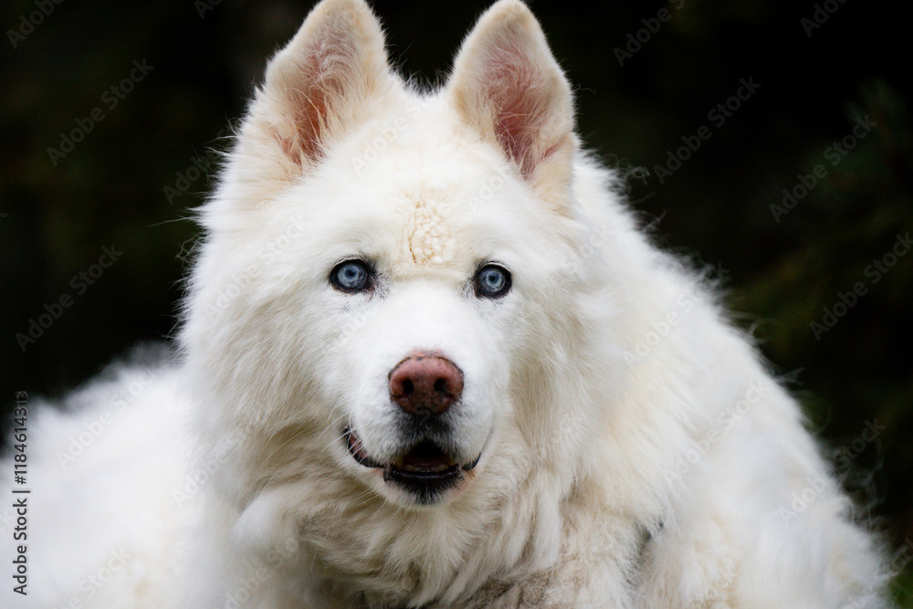 Senior husky dog portrait with long white hair and bright blue eyes penetrating stare Senior husky dog portrait with long white hair and bright blue eyes penetrating stare