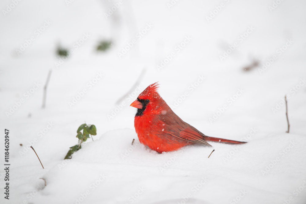 Northern cardinal in the snow