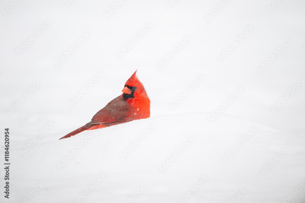 Northern cardinal in the snow