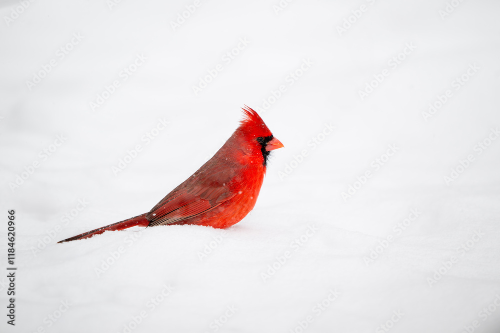 Northern cardinal in the snow