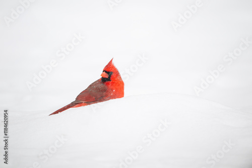 Obraz na płótnie Northern cardinal in the snow w salonie