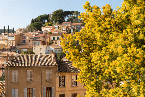 Mimosas dans le village de Bormes-les-Mimosas