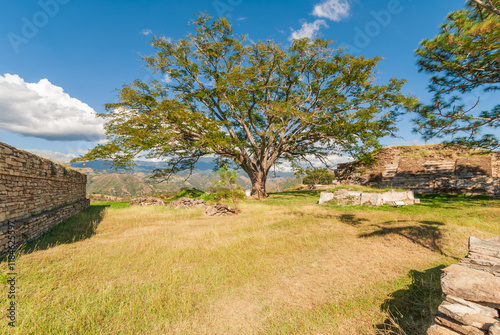 Majestic ancestral tree in the middle of an ancient Mayan city in Guatemala. photo