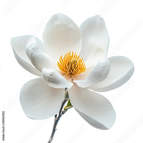 The Magnolia Flower: A Stunning Bloom with Delicate White Petals and a Vibrant Yellow Center.