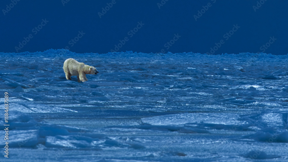 Naklejka premium Polar bear