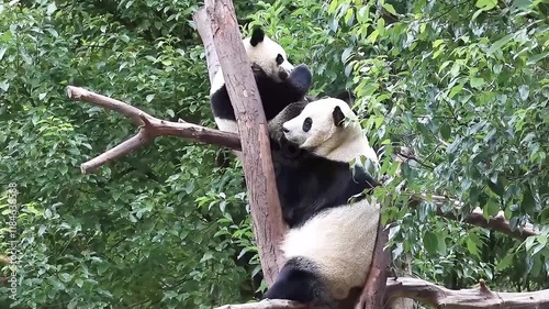 Mother Panda is playing with her Cub on the Tree, Shenshuping, Wolong Panda Base, China photo