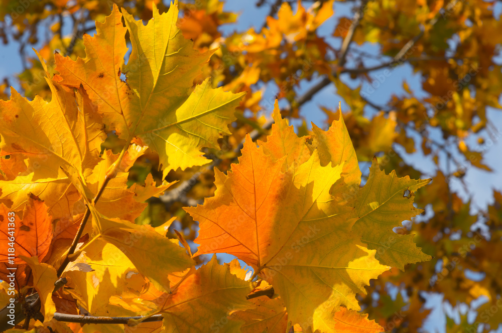 Fototapeta premium autunno