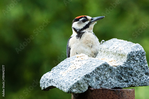 Great spotted woodpecker pecking grain from stone. A colourful bird that eats grain. Dendrocopos major.  photo