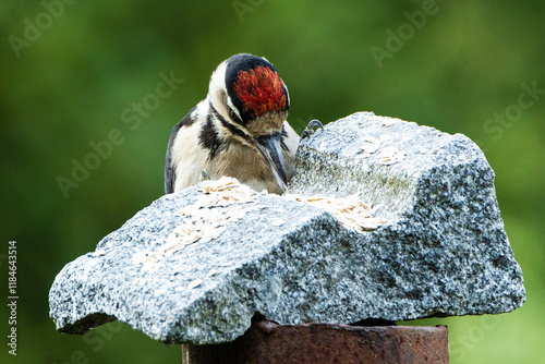 Great spotted woodpecker pecking grain from stone. A colourful bird that eats grain. Dendrocopos major.  photo