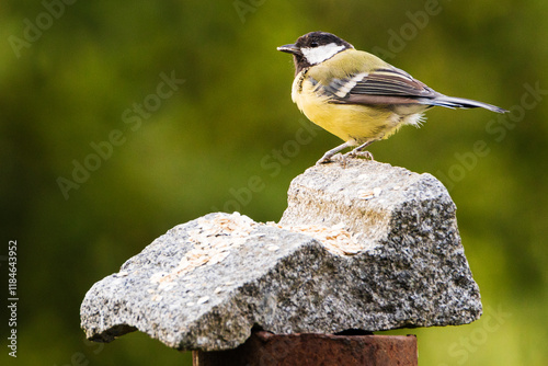 tit bird standing on a stone, photographed in profile. yellow little bird from the side. yellow colored feathers. It has food in its beak. photo