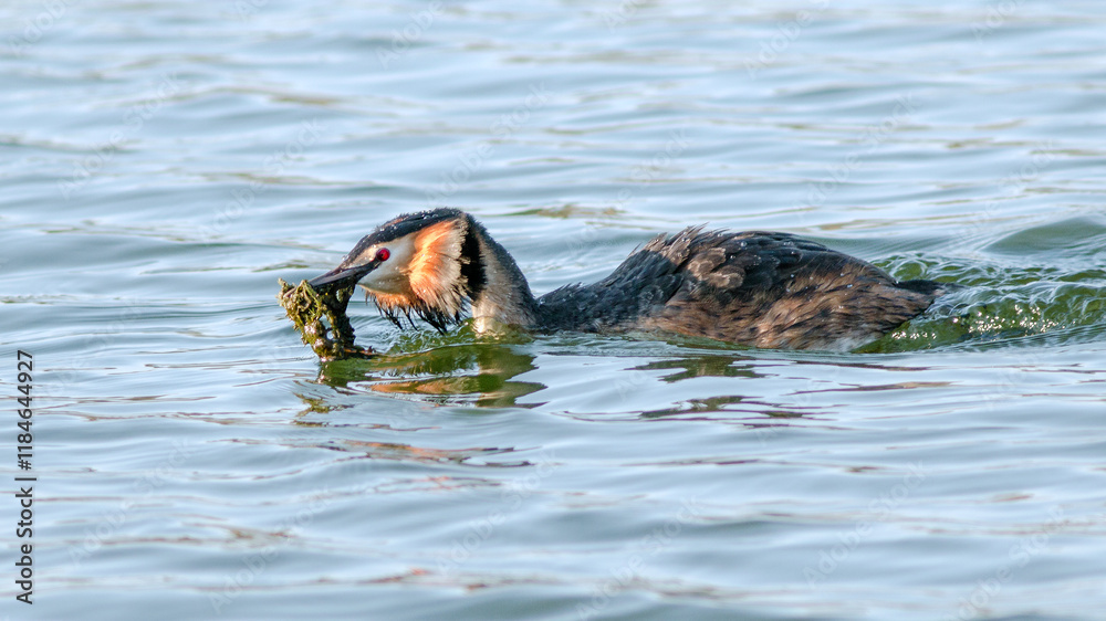 Obraz premium dog in the water