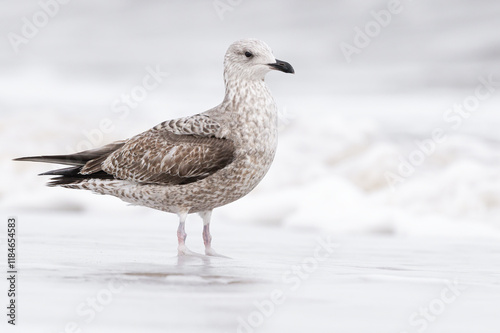 Bild auf Leinwand Herring Gull, Larus argentatus, 1st winter plumage bird