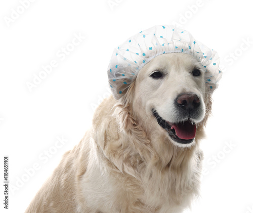 Cute funny dog in shower cap on white background photo