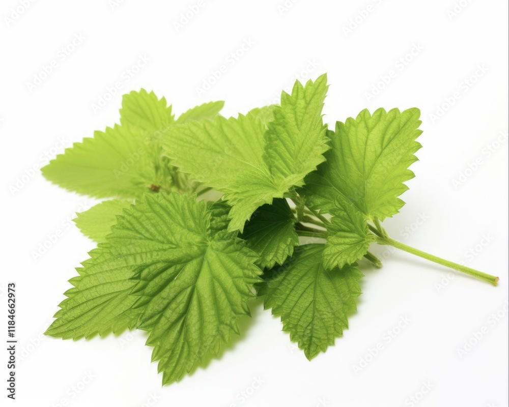 Patchouli Plant Leaf - Alluring Green Sprig for Organic Aromatherapy or Flower Medicine in Vibrant Colours Isolated on White Background Patchouli Plant Leaf - Alluring Green Sprig for Organic Aromatherapy or Flower Medicine in Vibrant Colours Isolated on White Background