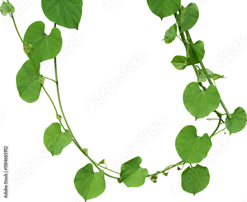 Vine plant, Branch creeper leaf green, Liana tropical nature transparent background photo