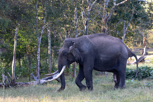 Photography Close up of an elephant with tusks taken in a jungle