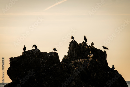 View of serene sunset over rugged cliffs and tranquil ocean with silhouetted birds, Corniglia, Italy. photo