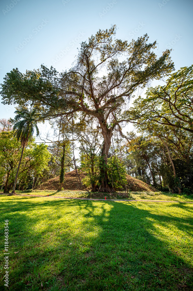 Obraz premium Majestic rainforests around Quirigua, a Mayan city located in Guatemala.