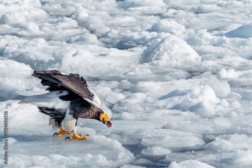 View of steller's sea eagle hunting over floating ice in winter landscape, Shiretoko National Park, Hokkaido Prefecture, Japan. photo