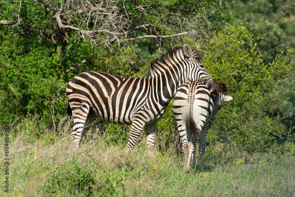 Zèbre de Burchell,.Equus quagga burchelli, Parc national Kruger, Afrique du Sud Zèbre de Burchell,.Equus quagga burchelli, Parc national Kruger, Afrique du Sud