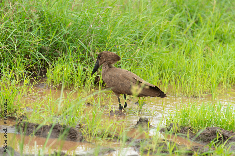 Fototapeta premium Ombrette africaine,. Scopus umbretta, Hamerkop