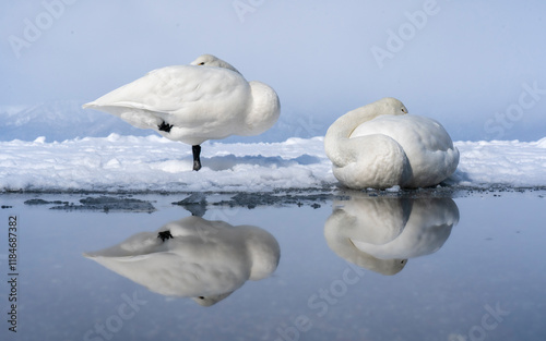 View of serene Lake Kussharo with whooper swans in a tranquil winter landscape, Teshikaga, Japan. photo