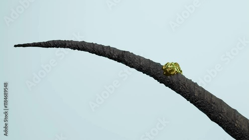 Repair damaged hair with oil drops. Hair growth. 3D rendering animation. 4K video footage. closeup