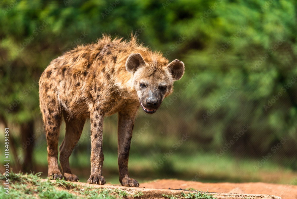 View of hyena in its natural habitat on the savannah, South Africa. View of hyena in its natural habitat on the savannah, South Africa.