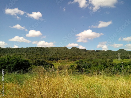 rice field