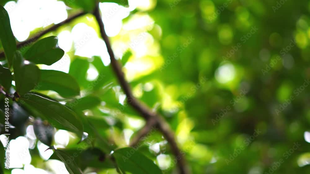 Beautiful green leaves captured in high-quality 4K video footage, perfect for nature, environmental, and relaxation content.