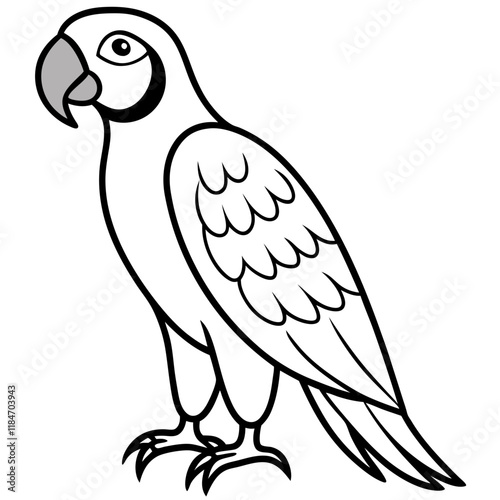 Macaw on white background