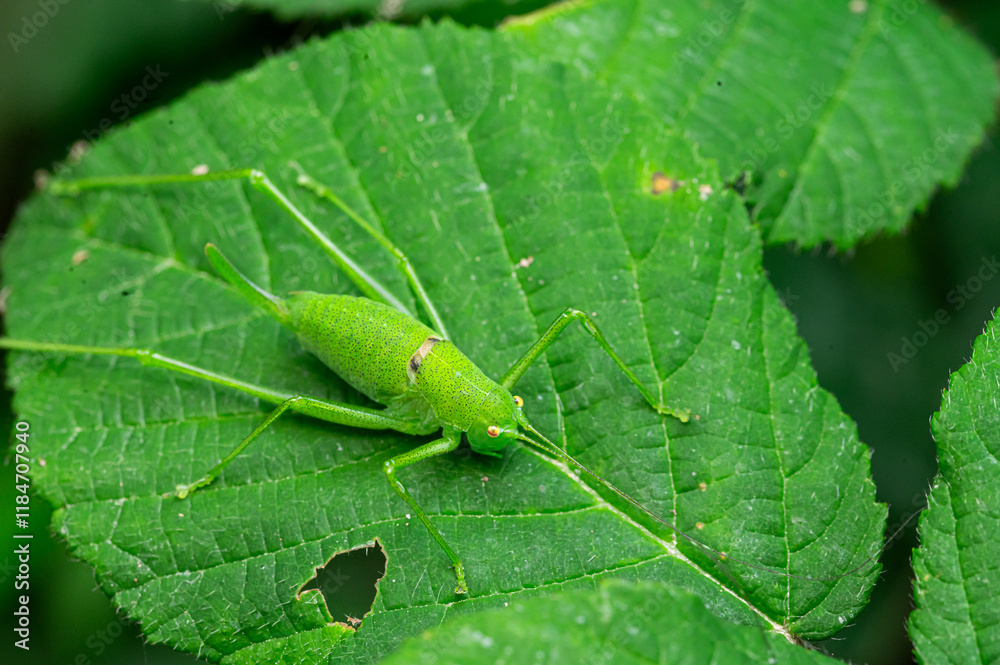 Bright Green Katydid Resting on a Leaf in a Forest Habitat Bright Green Katydid Resting on a Leaf in a Forest Habitat