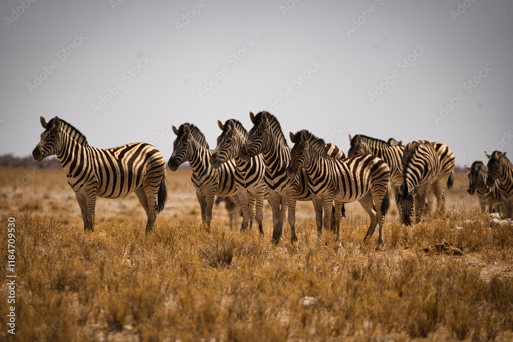 Obraz premium Zebras