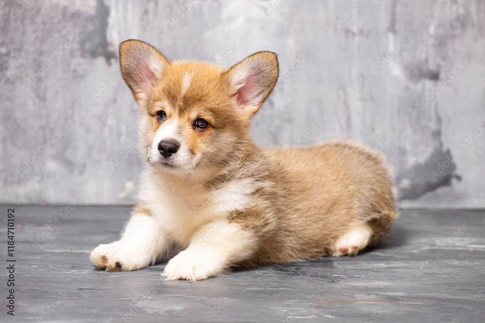 Pembroke Welsh Corgi puppy on a uniform gray background Pembroke Welsh Corgi puppy on a uniform gray background