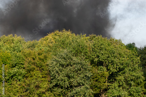 black smoke behind trees. forest fire concept