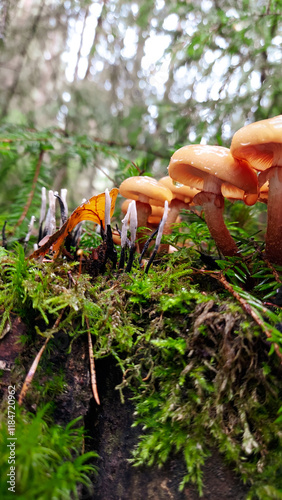 Mushrooms in the forest