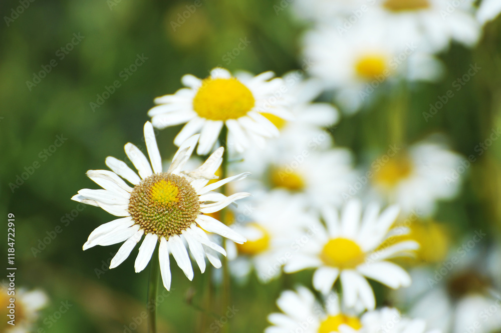 blooming daisies at the end of summer - summer meadow and grasses blooming daisies at the end of summer - summer meadow and grasses