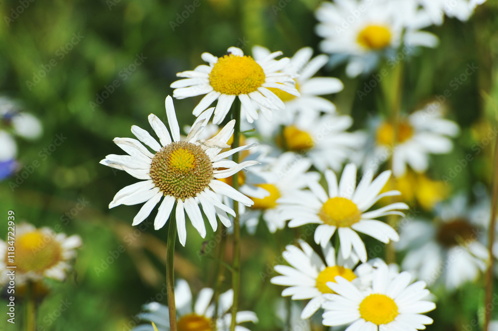 Fototapeta premium blooming daisies at the end of summer - summer meadow and grasses