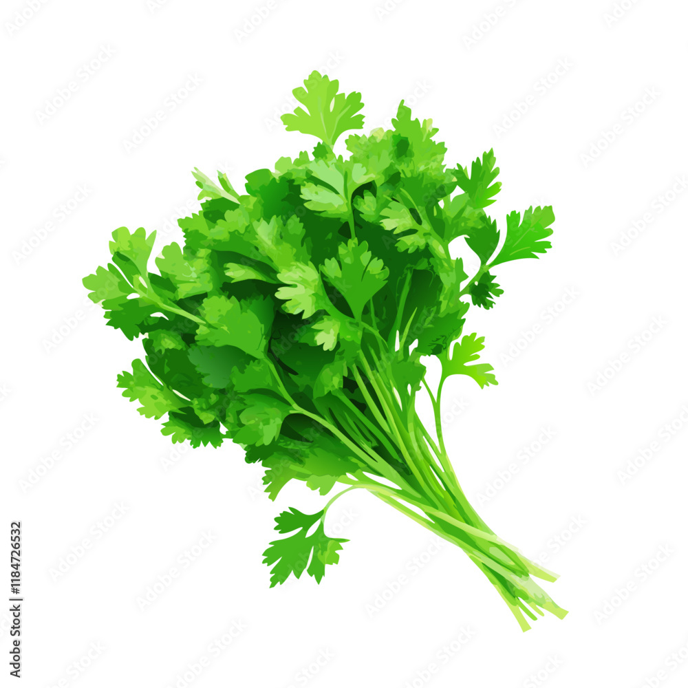 Bunch of parsley isolate on white background vector illustration (1) Bunch of parsley isolate on white background vector illustration (1)