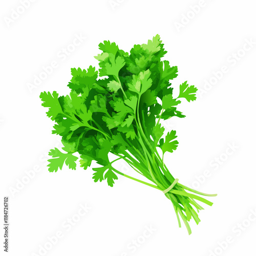 Bunch of parsley isolate on white background vector illustration (5)