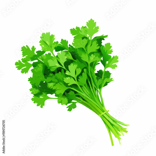 Bunch of parsley isolate on white background vector illustration (6)