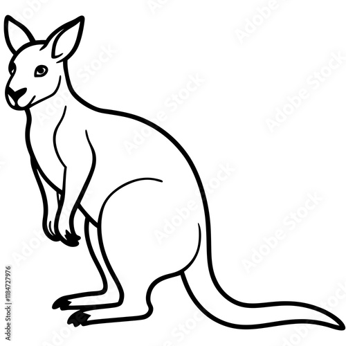 Wallaby on white background