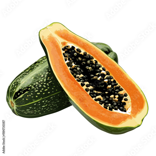 Fresh papaya fruit  vector illustration (5)