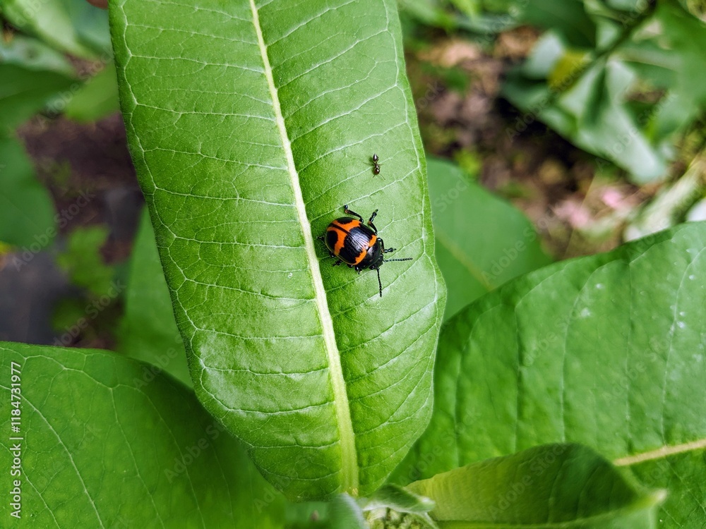 Swamp milkweed leaf beetle (Labidomera clivicollis) found on common milkweed leaf (Asclepias syriaca) in North Carolina park garden Swamp milkweed leaf beetle (Labidomera clivicollis) found on common milkweed leaf (Asclepias syriaca) in North Carolina park garden