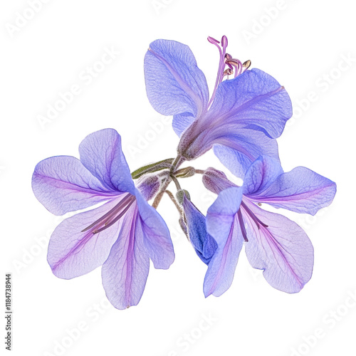 Rosemary flower Rosmarinus officinalis close-up, isolated on transparent background
