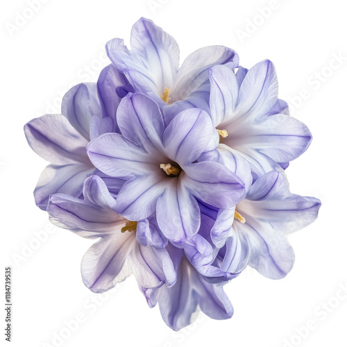 Water Hyacinth flower close-up, isolated on transparent background