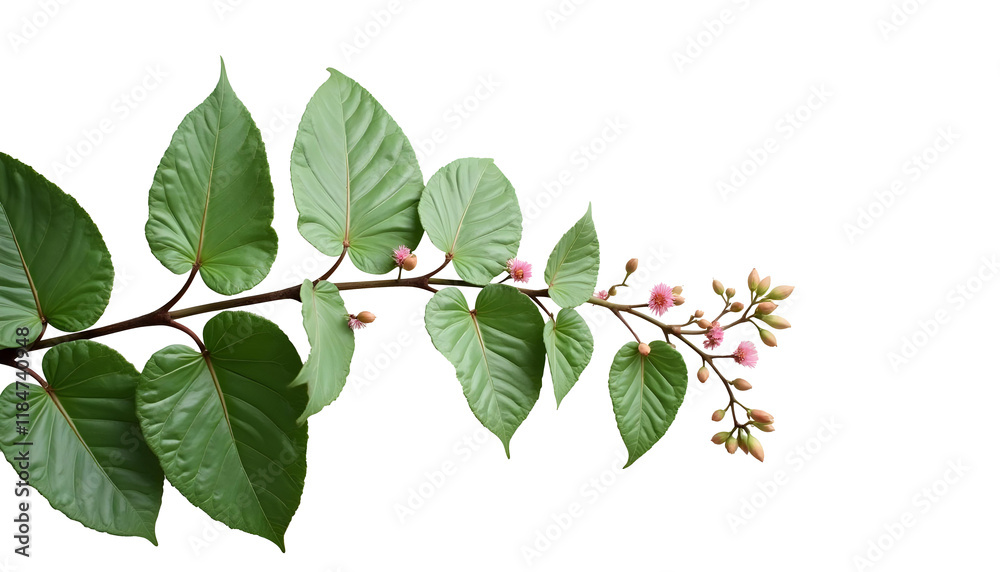 branch of a tree with leaves branch of a tree with leaves