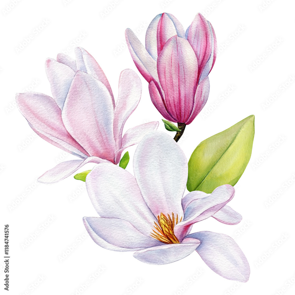Fototapeta premium Botanical Watercolor Magnolia Flowers Clipart, Delicate Hand-Painted Pink Blooms Isolated. Wedding Graphic Design
