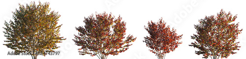Photos Corylus maxima Purpurea - Red\Purple Filbert trees\bush hazel frontal set  isola