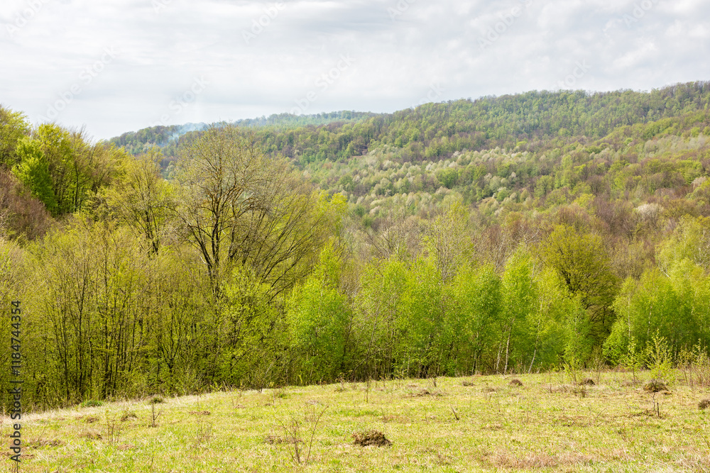 deciduous forest behind the green meadow. picturesque scenery. sunny morning. countryside mountain landscape beneath a cloudy sky in spring. lush beech and birch woods in april deciduous forest behind the green meadow. picturesque scenery. sunny morning. countryside mountain landscape beneath a cloudy sky in spring. lush beech and birch woods in april